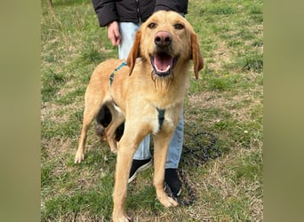 Lillo - Einfach ein treuer Begleiter mit xxl ❤, der seine Familie sucht! Kein Kläffer. Kein Drama.