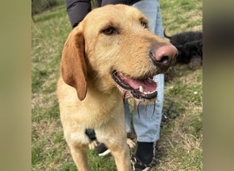 Lillo - ein ruhiger, bescheidener,  freundlicher Bub