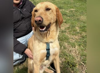 Lillo - ein ruhiger, bescheidener,  freundlicher Bub