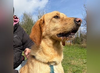 Lillo - Einfach ein treuer Begleiter mit xxl ❤, der seine Familie sucht! Kein Kläffer. Kein Drama.