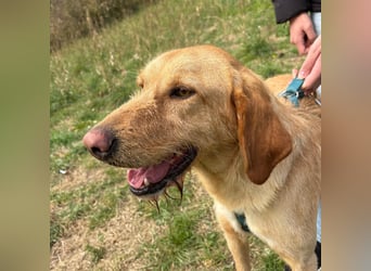 Lillo - Einfach ein treuer Begleiter mit xxl ❤, der seine Familie sucht! Kein Kläffer. Kein Drama.