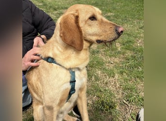 Lillo - ein ruhiger, bescheidener,  freundlicher Bub