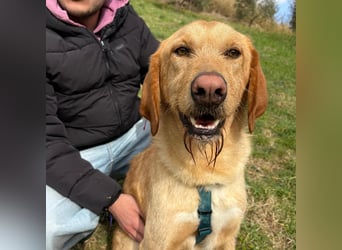 Lillo - Einfach ein treuer Begleiter mit xxl ❤, der seine Familie sucht! Kein Kläffer. Kein Drama.