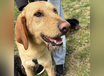 Lillo - ein ruhiger, bescheidener,  freundlicher Bub