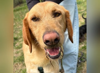 Lillo - Einfach ein treuer Begleiter mit xxl ❤, der seine Familie sucht! Kein Kläffer. Kein Drama.