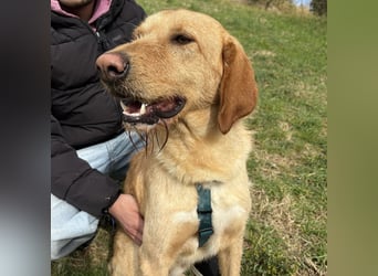 Lillo - ein ruhiger, bescheidener,  freundlicher Bub