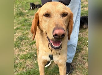 Lillo - Einfach ein treuer Begleiter mit xxl ❤, der seine Familie sucht! Kein Kläffer. Kein Drama.