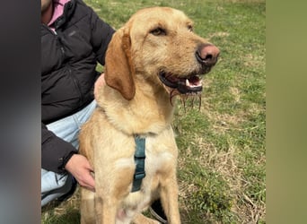 Lillo - ein ruhiger, bescheidener,  freundlicher Bub