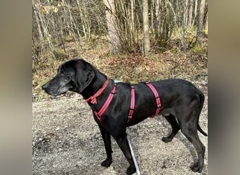 Nero - ein wunderbarer Bub