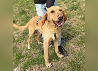 Lillo - Einfach ein treuer Begleiter mit xxl ❤, der seine Familie sucht! Kein Kläffer. Kein Drama.