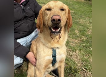 Lillo - ein ruhiger, bescheidener,  freundlicher Bub