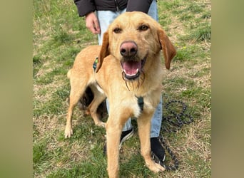 Lillo - Einfach ein treuer Begleiter mit xxl ❤, der seine Familie sucht! Kein Kläffer. Kein Drama.