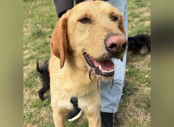 Lillo - ein ruhiger, bescheidener,  freundlicher Bub