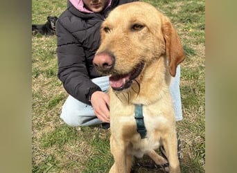 Lillo - ein ruhiger, bescheidener,  freundlicher Bub