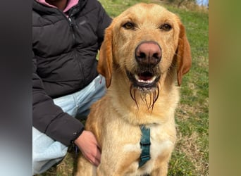 Lillo - Einfach ein treuer Begleiter mit xxl ❤, der seine Familie sucht! Kein Kläffer. Kein Drama.