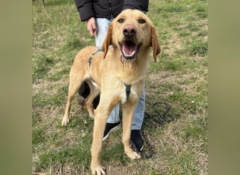 Lillo - ein ruhiger, bescheidener,  freundlicher Bub