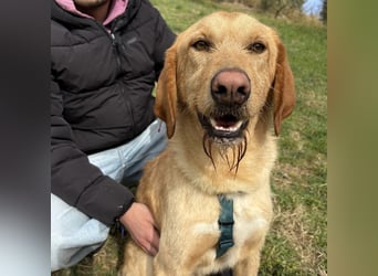 Lillo - ein ruhiger, bescheidener,  freundlicher Bub