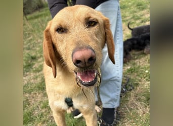 Lillo - ein ruhiger, bescheidener,  freundlicher Bub