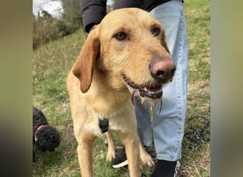 Lillo - ein ruhiger, bescheidener,  freundlicher Bub