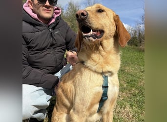 Lillo - ein ruhiger, bescheidener,  freundlicher Bub