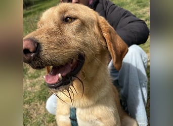 Lillo - ein ruhiger, bescheidener,  freundlicher Bub