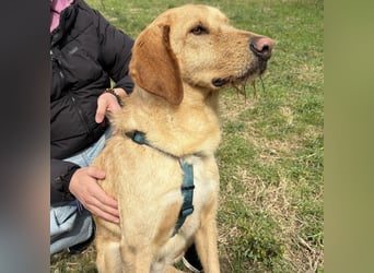 Lillo - ein ruhiger, bescheidener,  freundlicher Bub