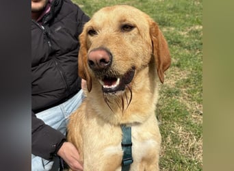 Lillo - ein ruhiger, bescheidener,  freundlicher Bub