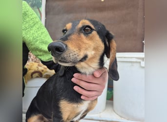 Pippo - kleiner lustiger Bub