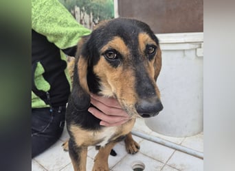 Pippo - kleiner lustiger Bub