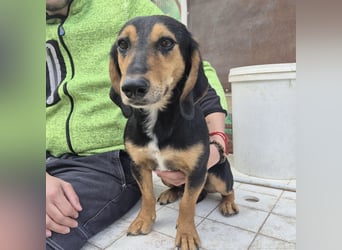 Pippo - kleiner lustiger Bub