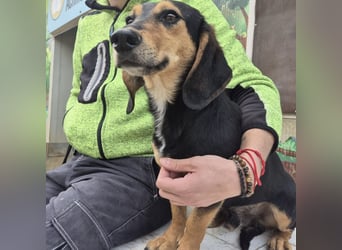 Pippo - kleiner lustiger Bub