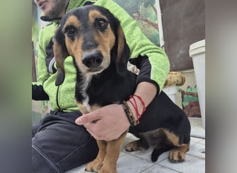 Pippo - kleiner lustiger Bub