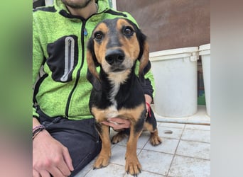 Pippo - kleiner lustiger Bub