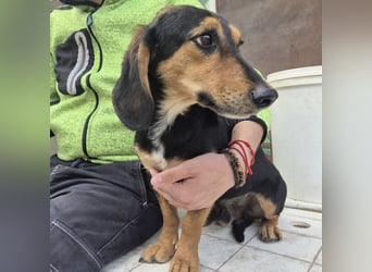 Pippo - kleiner lustiger Bub