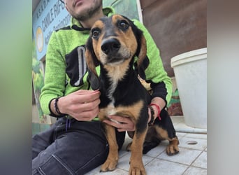 Pippo - kleiner lustiger Bub