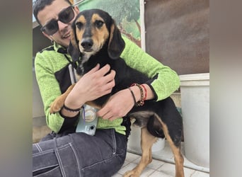 Pippo - kleiner lustiger Bub