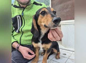 Pippo - kleiner lustiger Bub