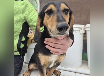 Pippo - kleiner lustiger Bub