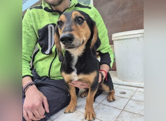 Pippo - kleiner lustiger Bub