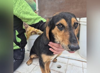 Pippo - kleiner lustiger Bub