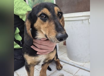 Pippo - kleiner lustiger Bub