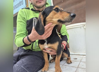 Pippo - kleiner lustiger Bub