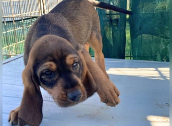 Brigitte - lebenslustige Welpe möchte schnell ein Zuhause finden