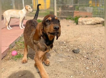 Brigitte - lebenslustige Welpe möchte schnell ein Zuhause finden