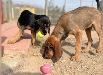 Brigitte - lebenslustige Welpe möchte schnell ein Zuhause finden