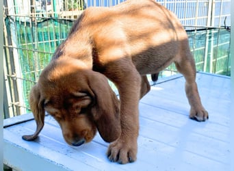 Bruno-  lebenslustige Welpe möchte schnell ein Zuhause finden