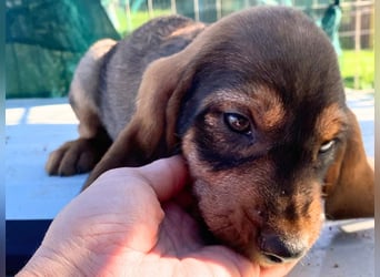 Brigitte - lebenslustige Welpe möchte schnell ein Zuhause finden