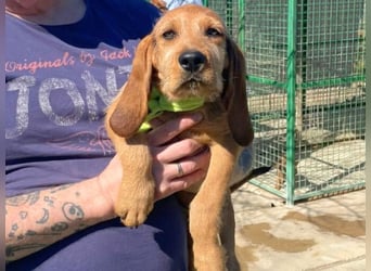 Bruno -  lebenslustige Welpe möchte schnell ein Zuhause finden