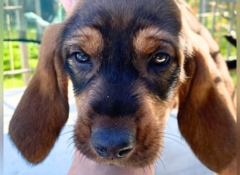 Brigitte - lebenslustige Welpe möchte schnell ein Zuhause finden