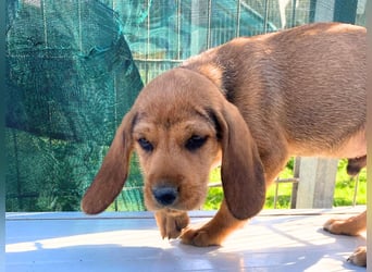 Bruno-  lebenslustige Welpe möchte schnell ein Zuhause finden